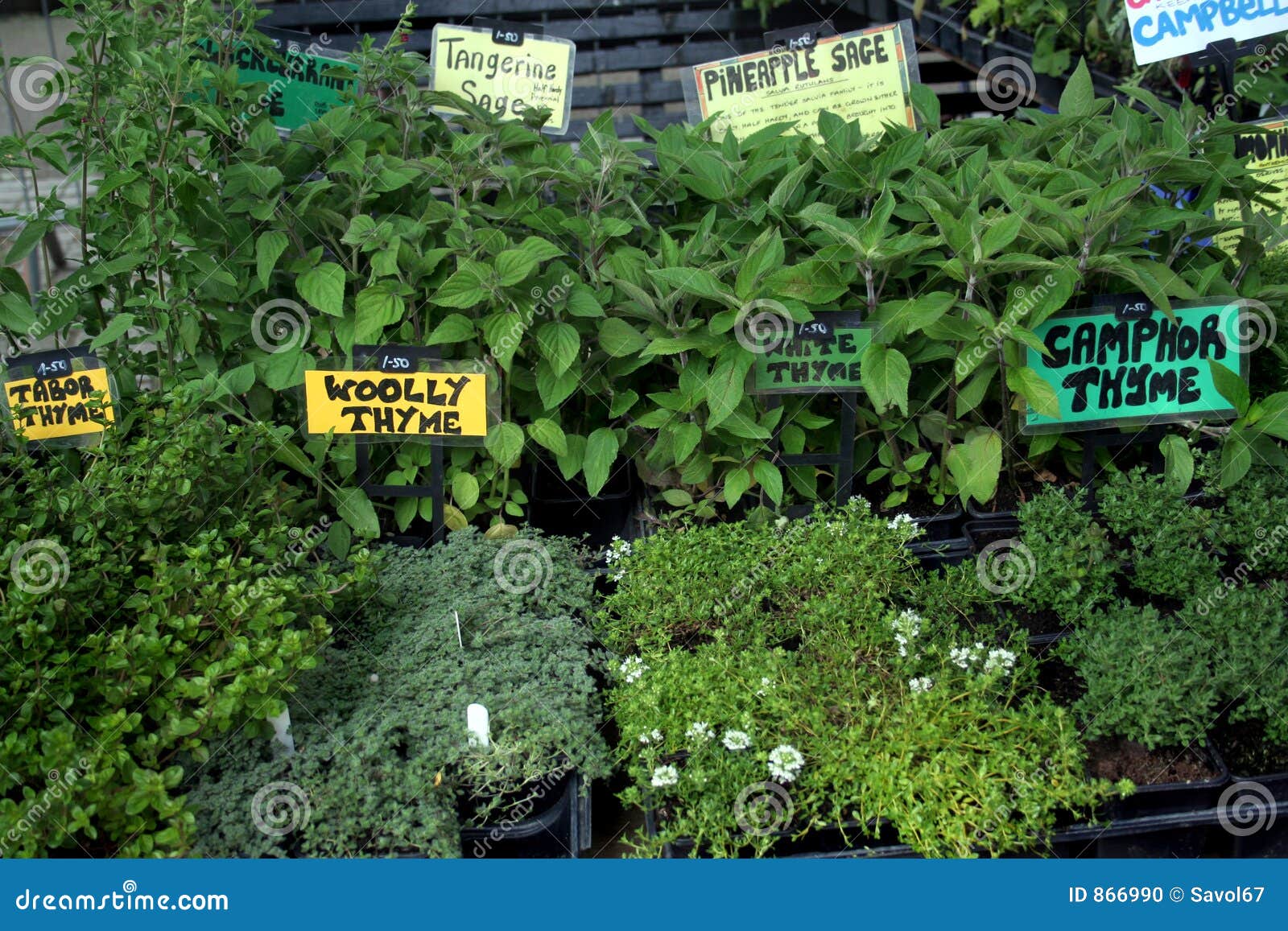 Garden Market Fresh Herbs Stock Photo Image of flavour, living 866990