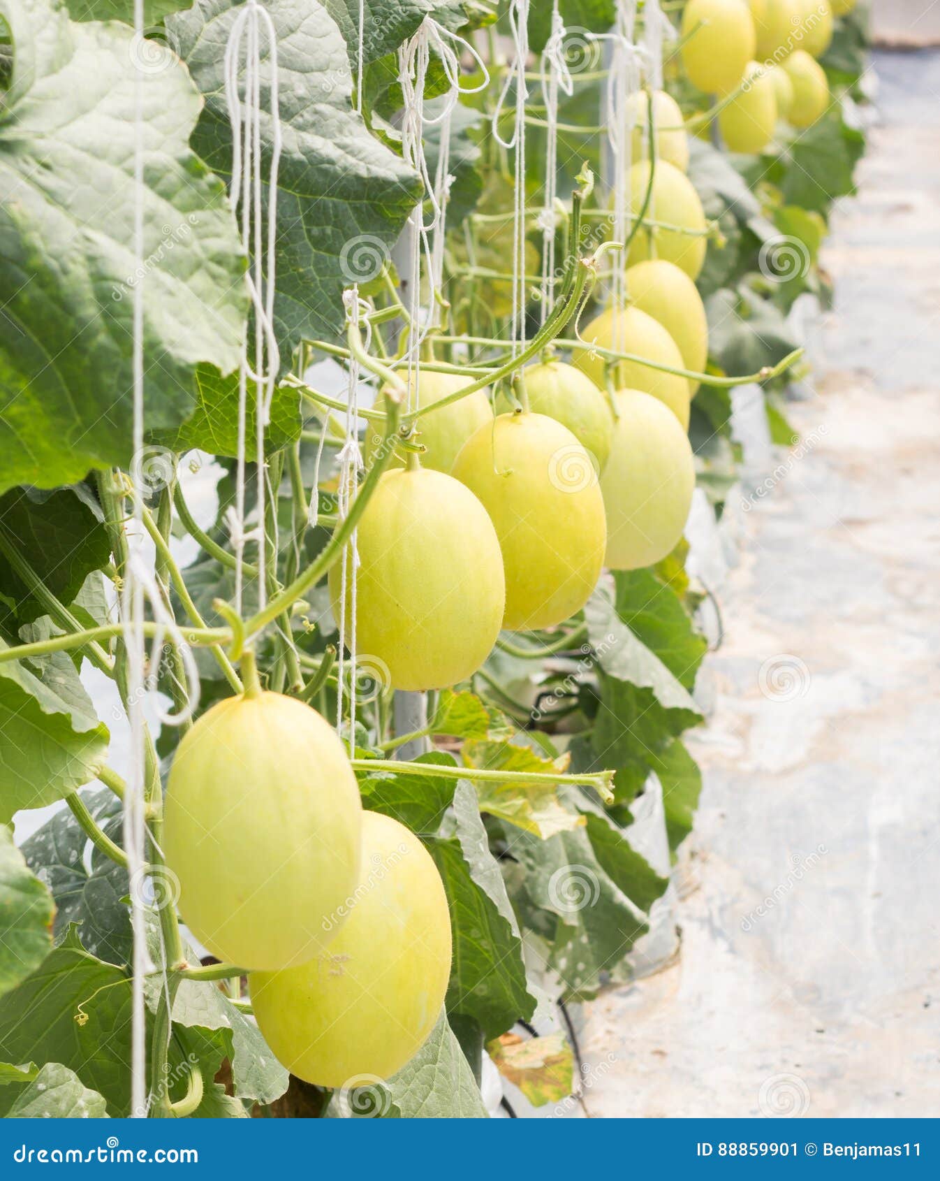 Garden Melon stock image. Image of leaf, nets, preparation 88859901