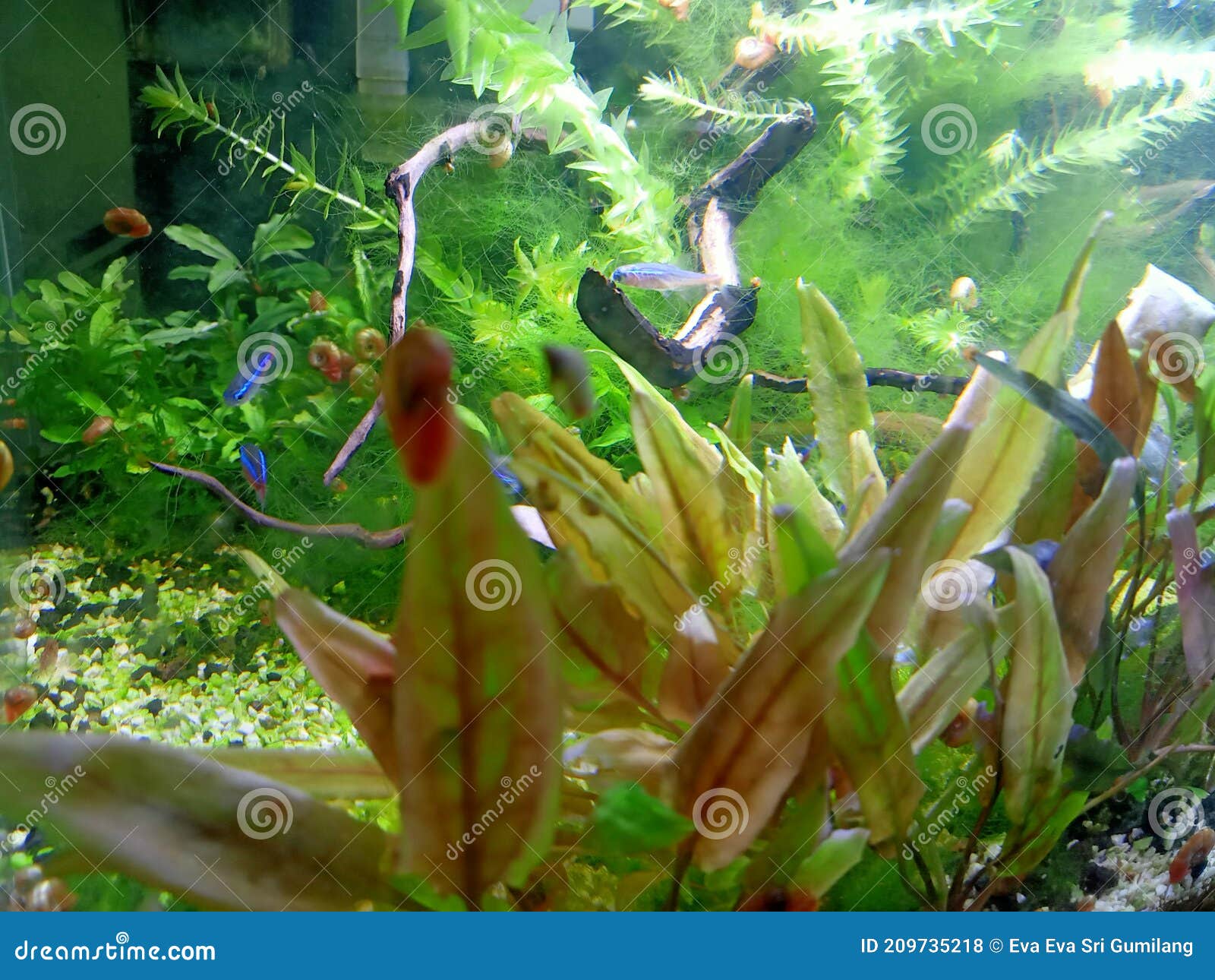 Garden in Mini Aquascape with Fish and Snails Stock Photo Image of