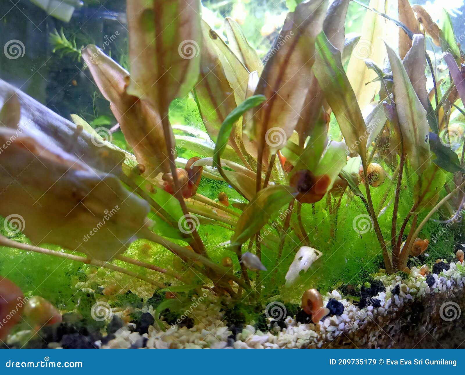 Garden in Mini Aquascape with Snails Stock Image Image of garden