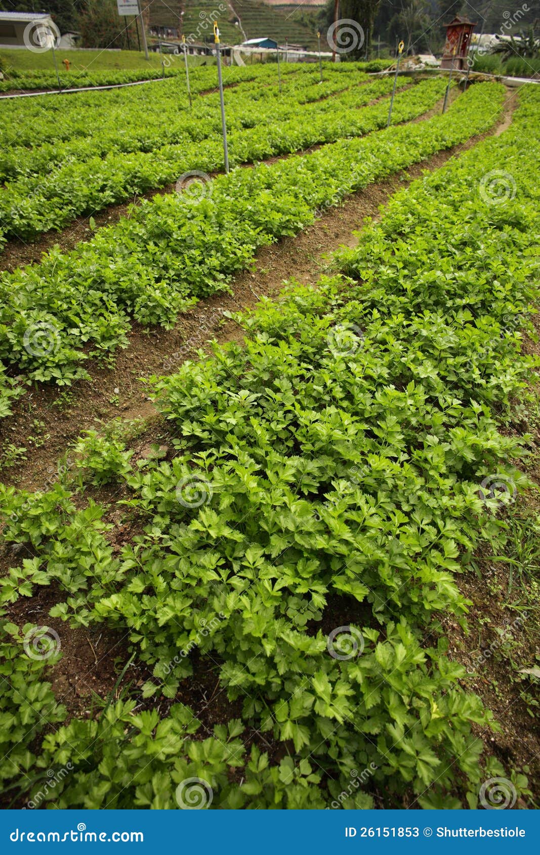 Garden of mints stock image. Image of hill, refreshing 26151853