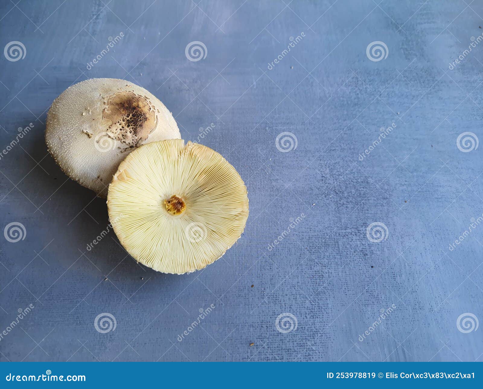 garden mushrooms, unfit for consumption,  .