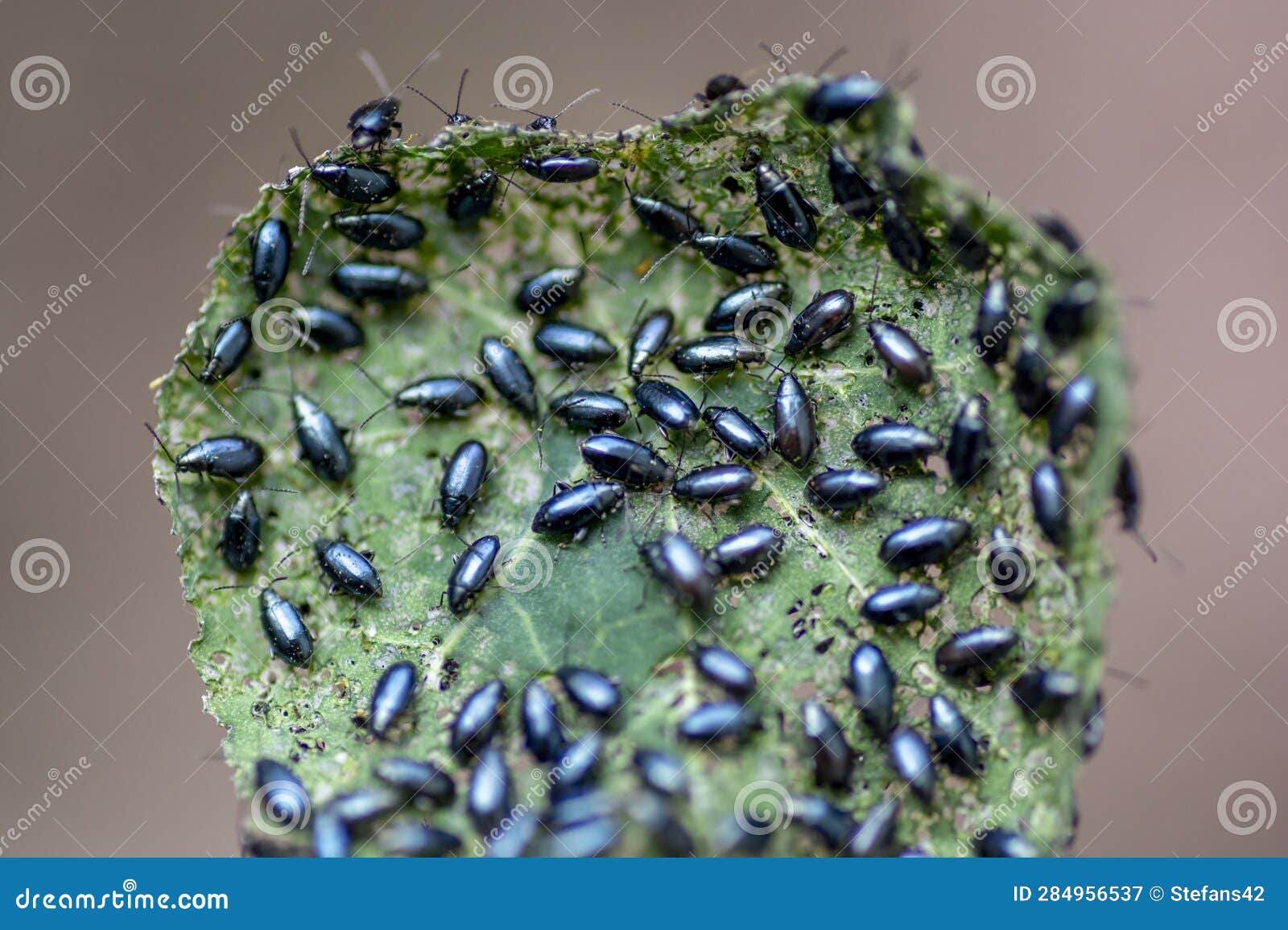 the garden nasturtium (tropaeolum majus) infested with cabbage flea beetle (phyllotreta cruciferae)
