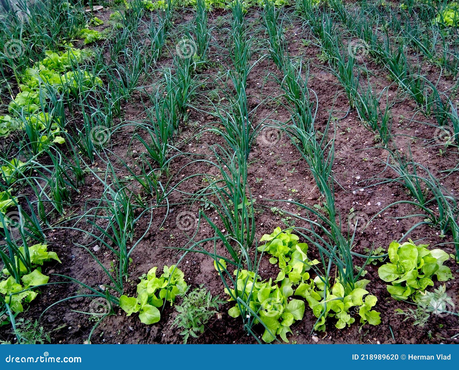 Garden with Onion and Lettuce Stock Photo Image of park, lettuce