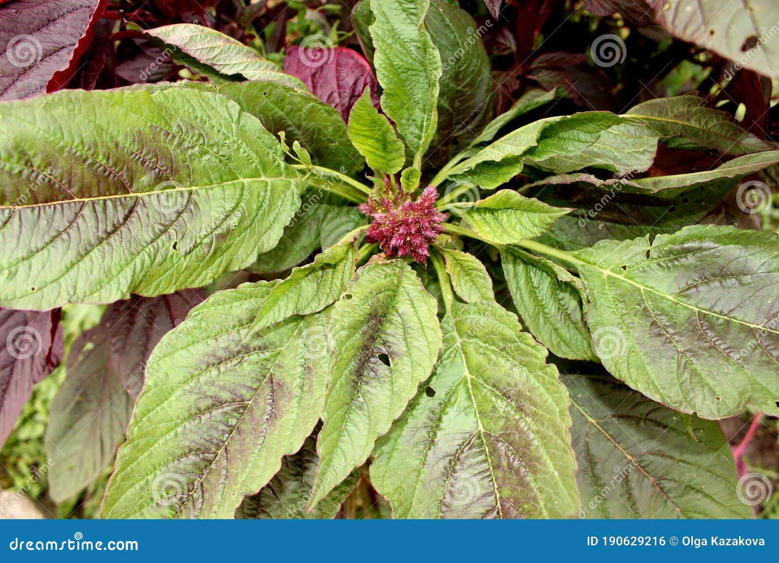 garden orach atriplex hortensis, green amaranth with leaves, flowers, seeds.