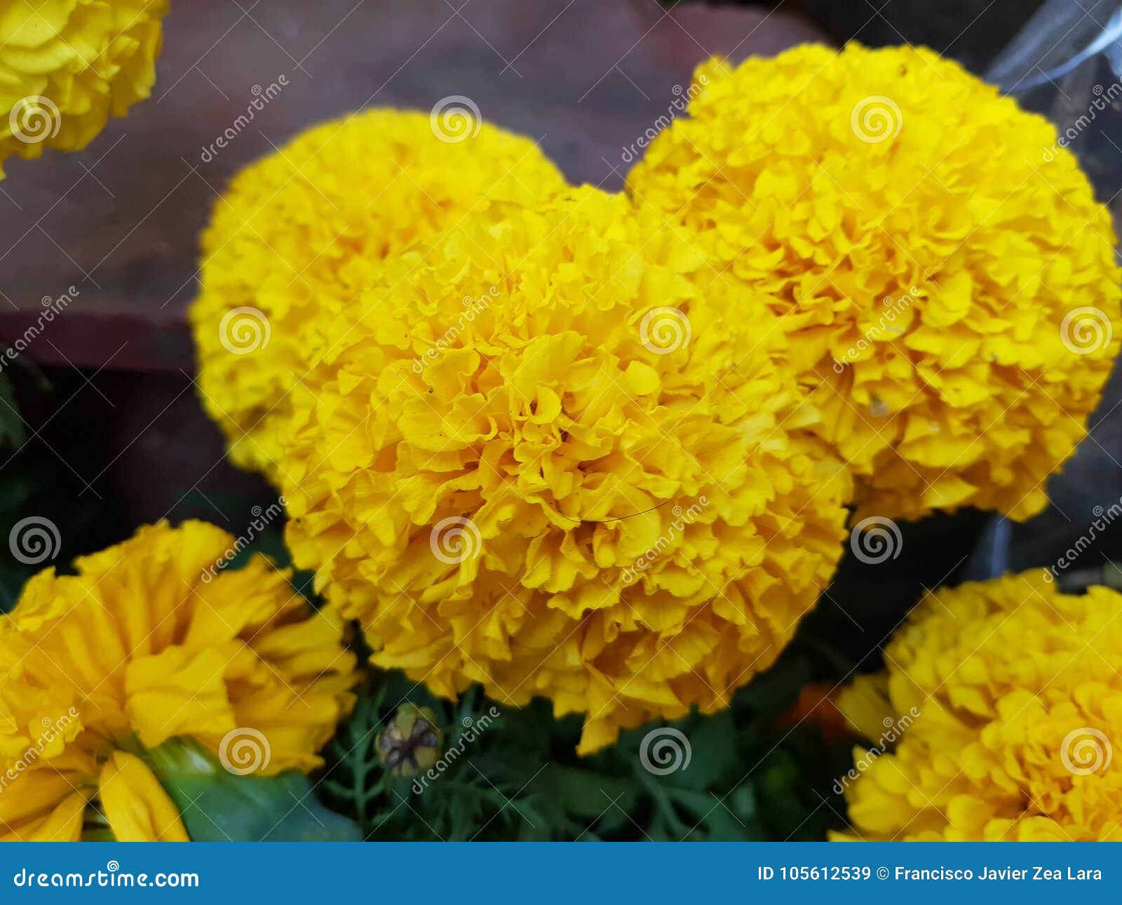 Yellow cempasuchil flowers stock image. Image of color - 105612539