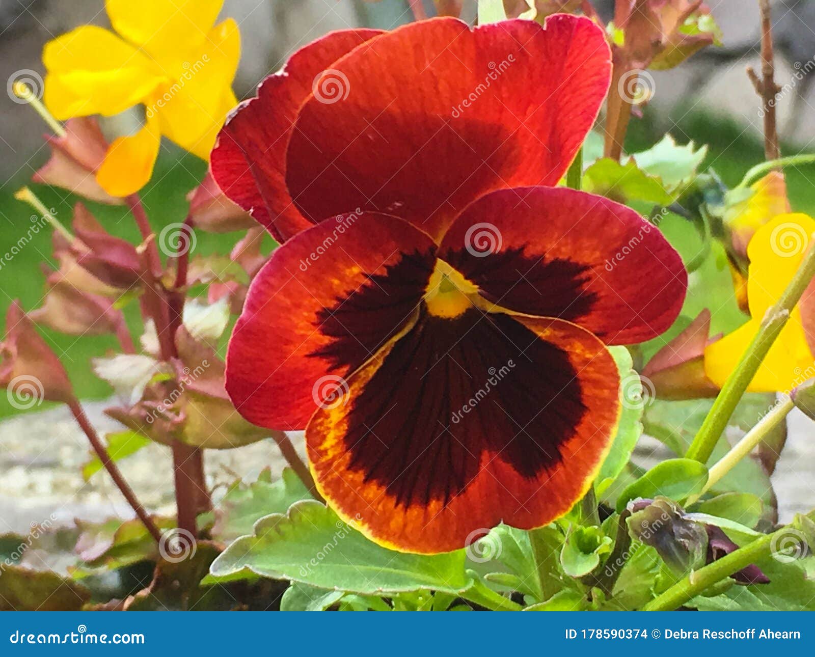 Red Tricolor Viola Pansy Flower in Full Bloom Stock Photo - Image of ...