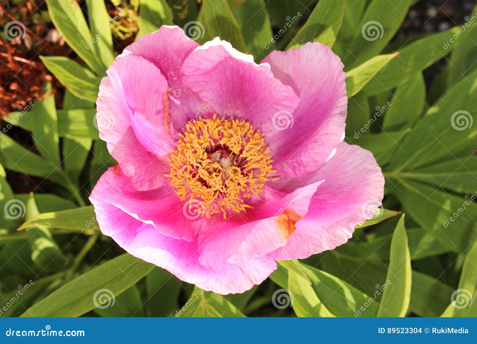Garden Peony Flower - Paeonia Officinalis Stock Photo ... Garden Peony Flower - Paeonia Officinalis Stock Photo ...