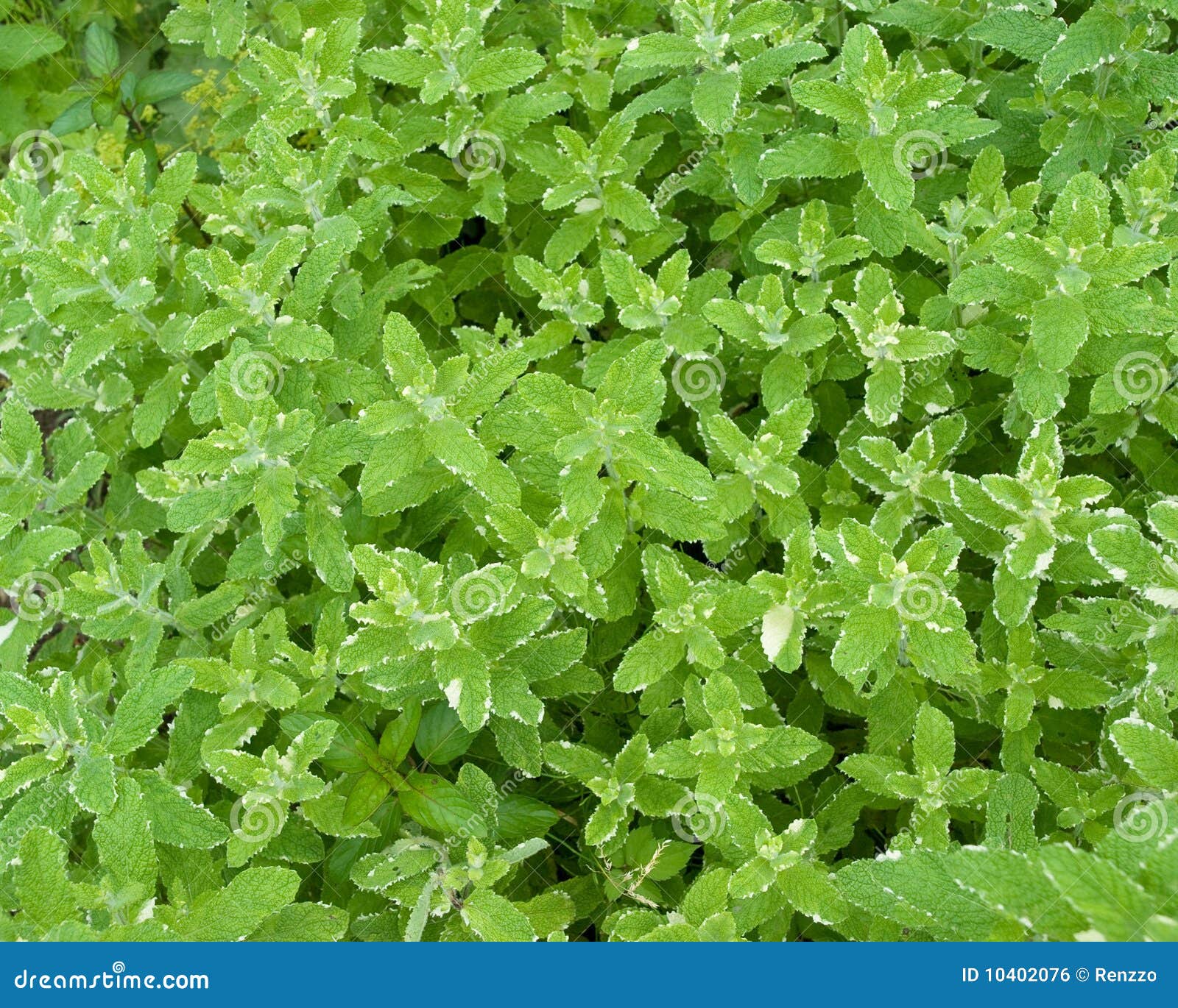 Garden of Pineapple mint stock photo. Image of botany 10402076