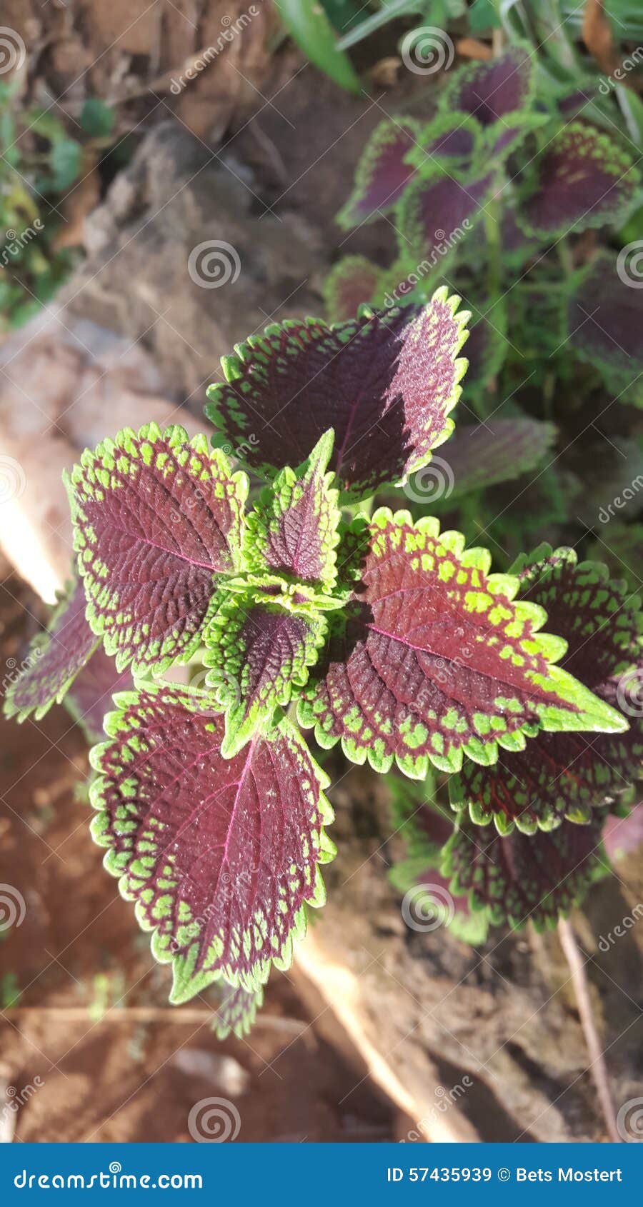 Garden stock image. Image of leaves, garden, greens, nature - 57435939