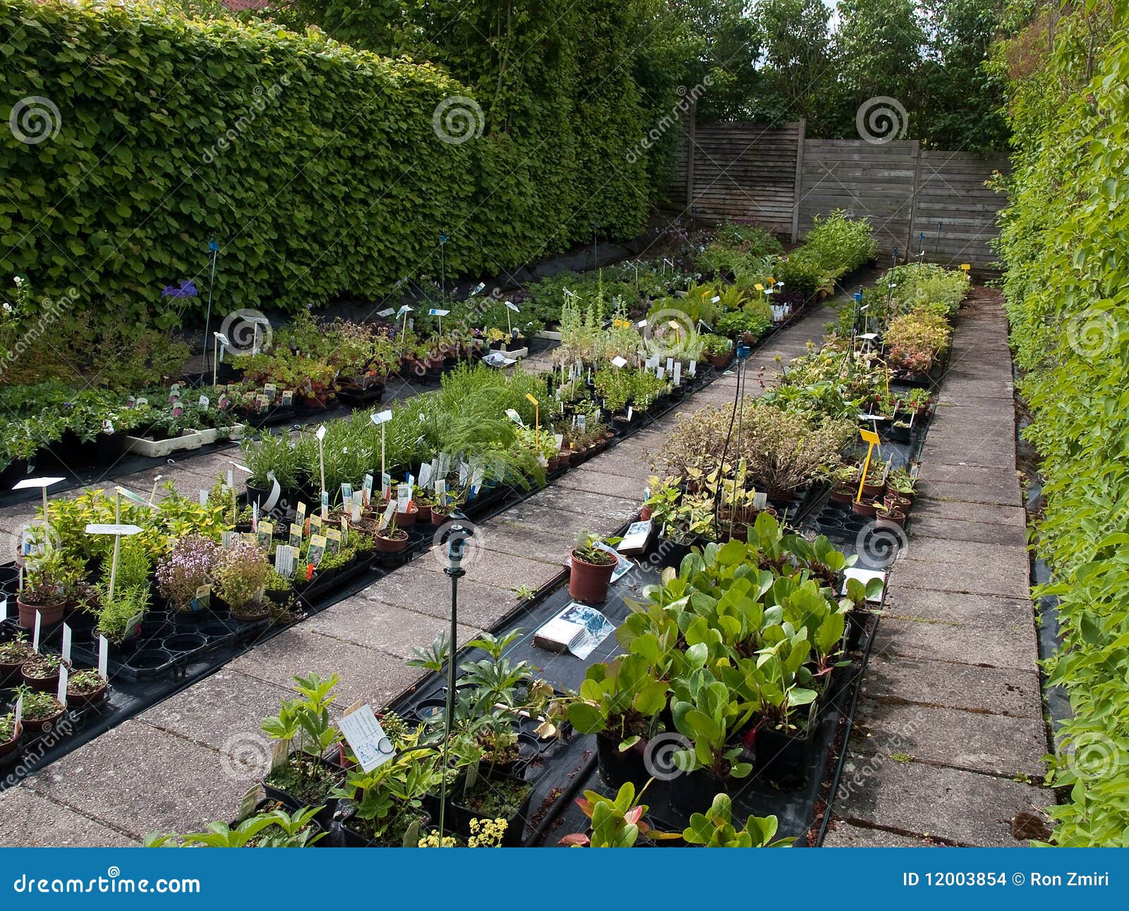 Garden Plants Nursery with Irrigation Stock Photo Image of