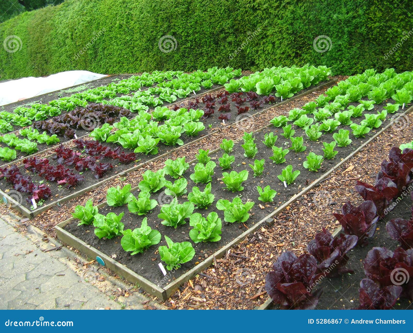 garden plots of lettuce