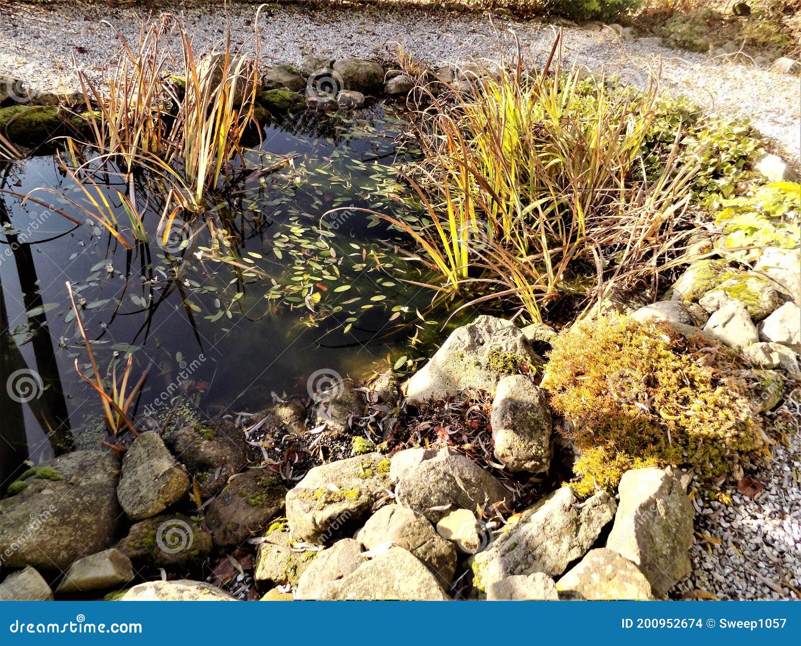 Garden Pond in Northumberland, England. Stock Photo Image of