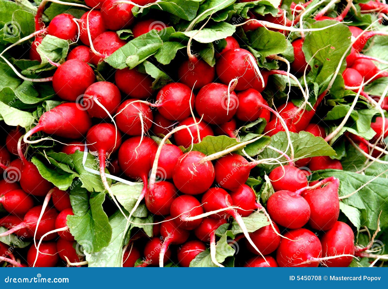 Garden radish stock photo. Image of groceries, snack, farm 5450708