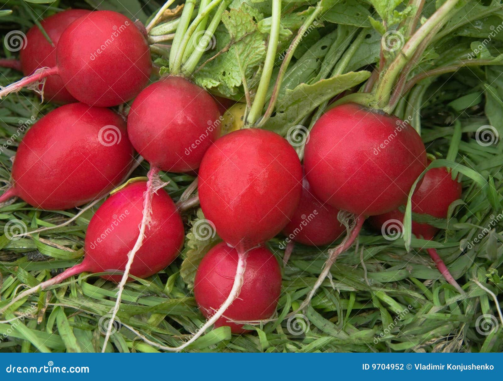 Garden radish stock photo. Image of vegetable, plant, eating 9704952