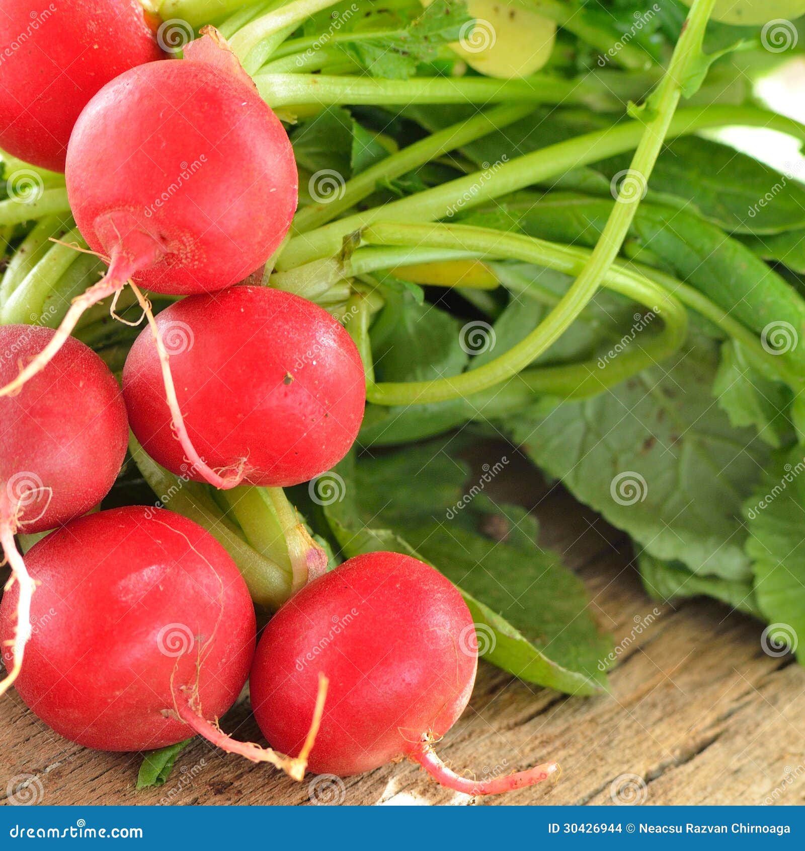 Garden radish stock photo. Image of food, harvest, agriculture 30426944