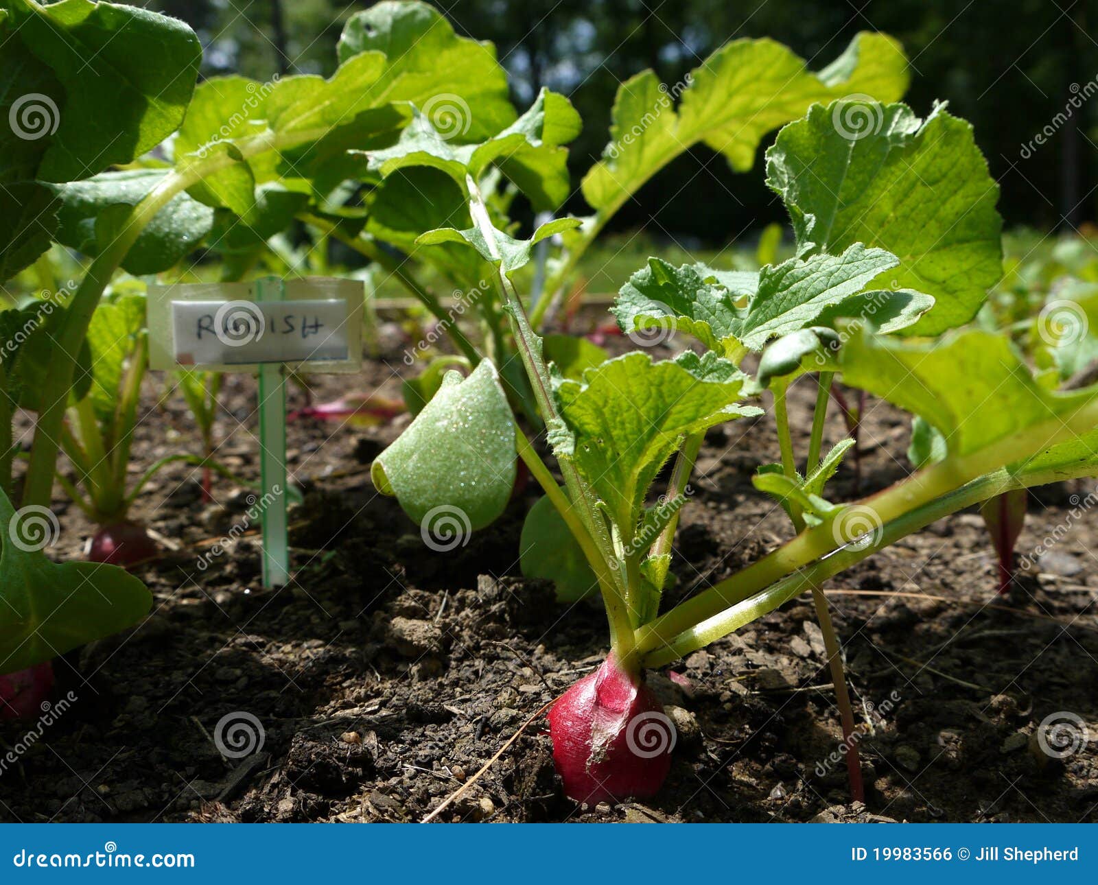 Vegetable Garden Radish Seedlings Stock Photo Image of dirt, garden 19983566