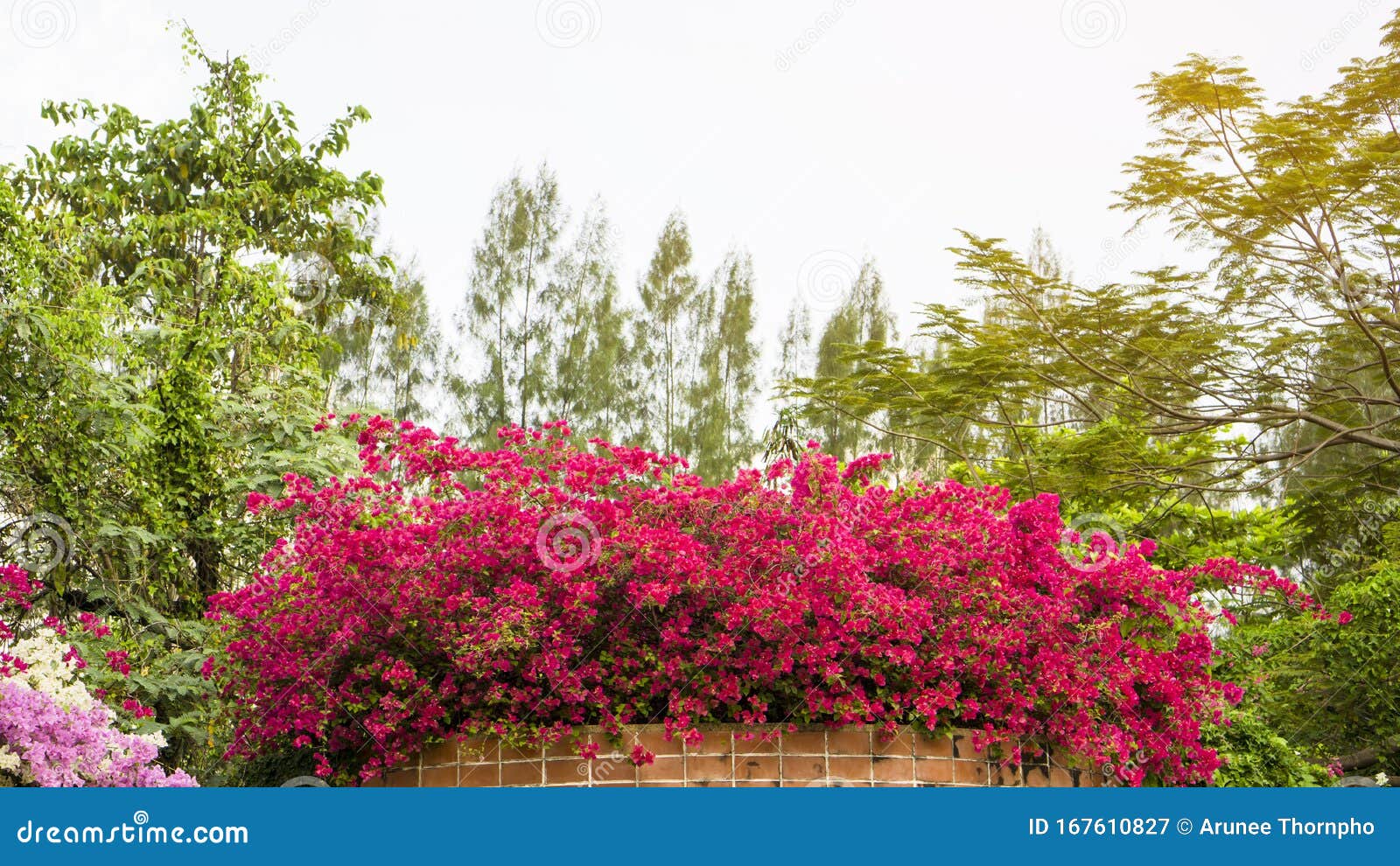 11,024 Flower Base Stock Photos - Free & Royalty-Free Stock Photos from  Dreamstime