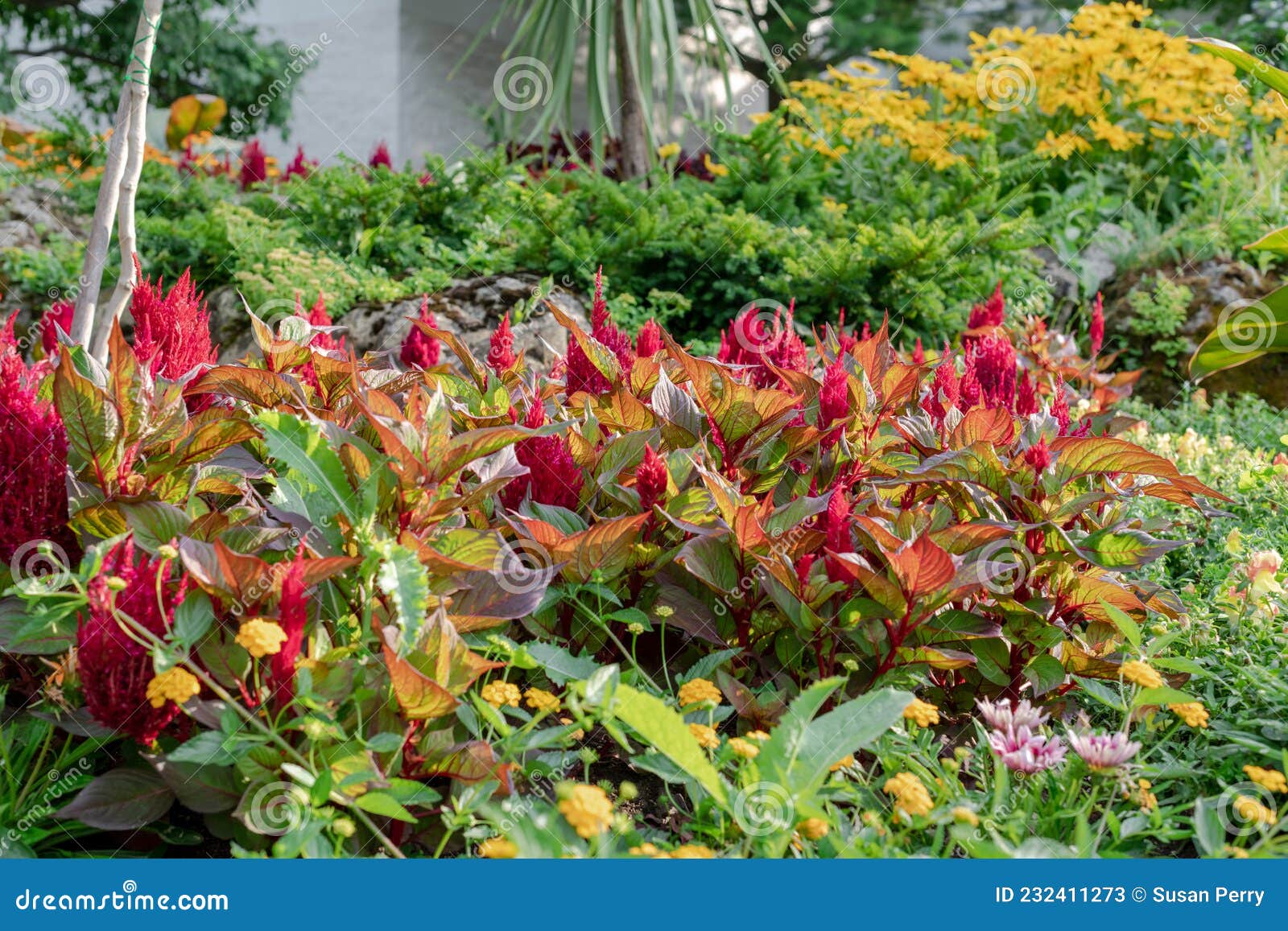 Yellow and Red Flowers in the Garden Stock Image Image of wildflower
