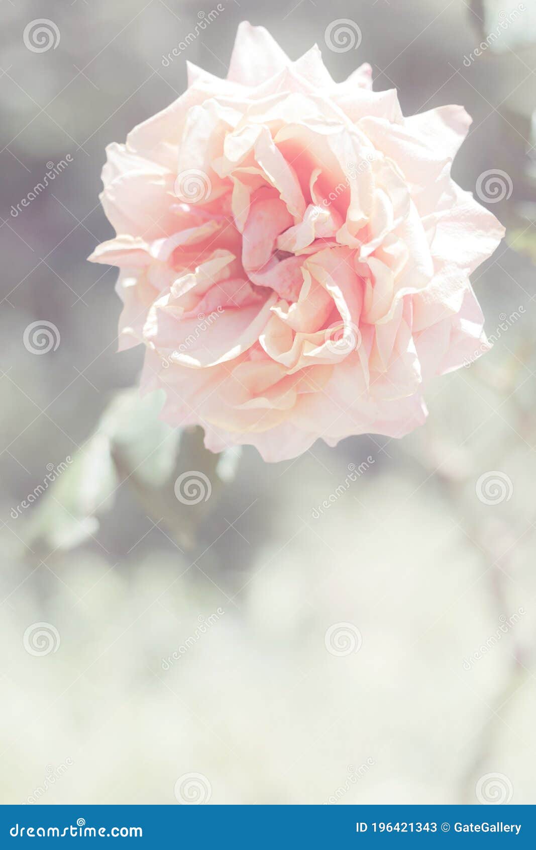 Garden Rose, Great Maiden`s Blush, Floral Background Stock Image ...
