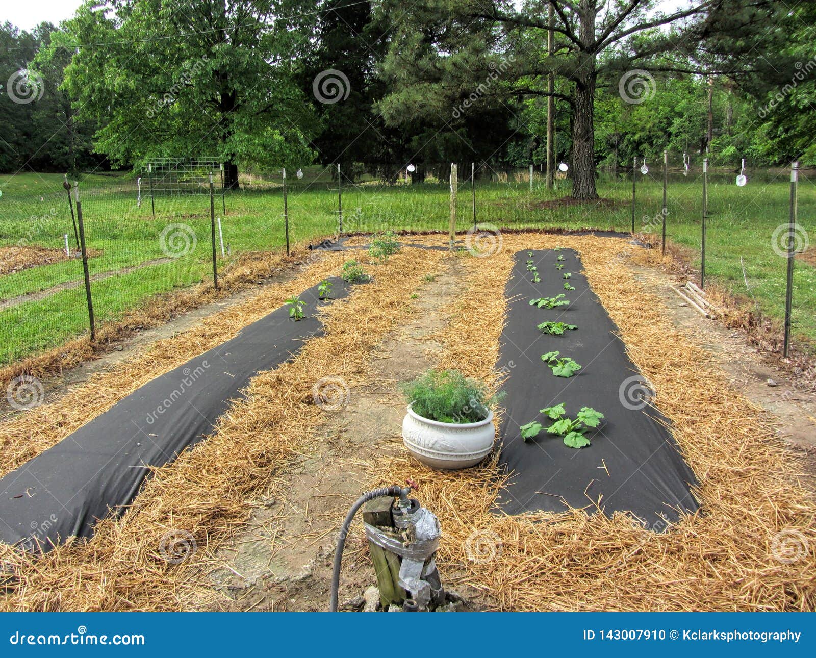 Garden Rows Using Black Plastic And Straw For Weed Control Stock