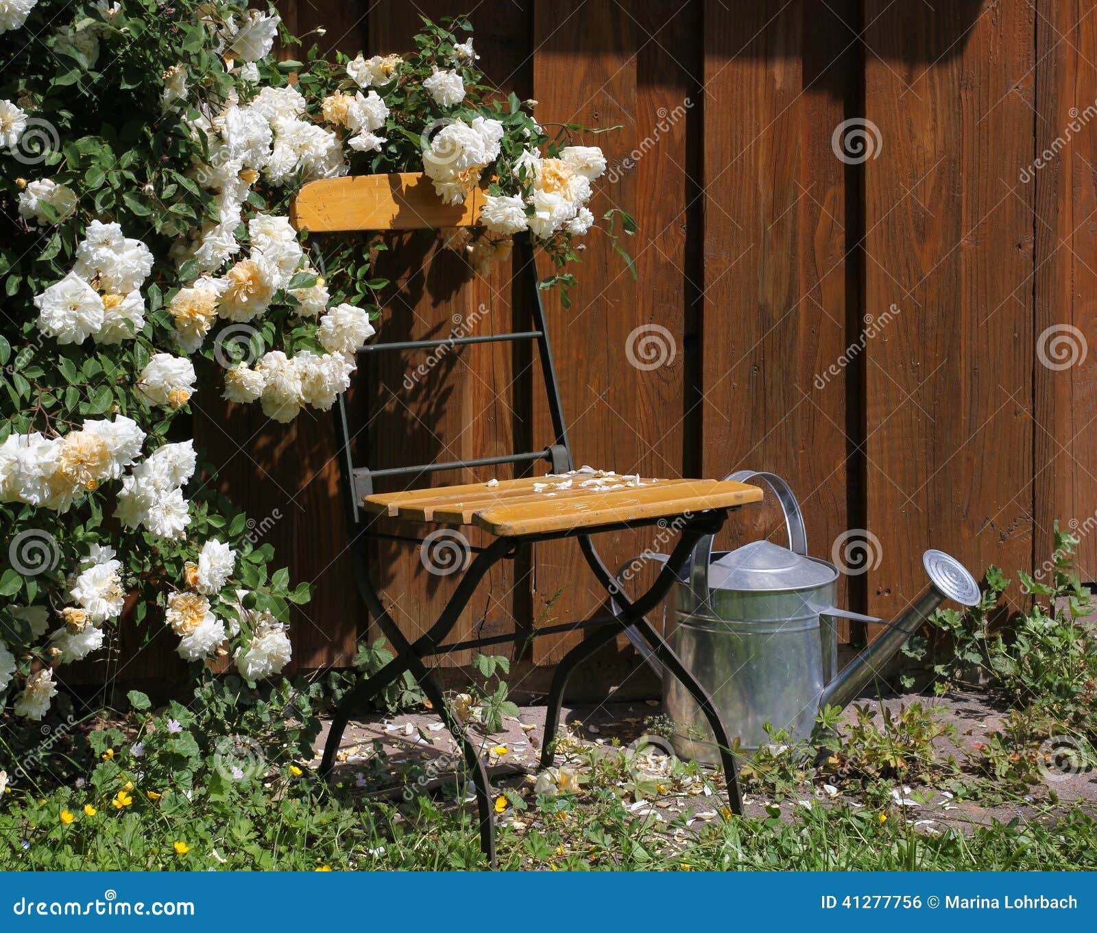 Garden shed with roses and watering can. Tool shed in the garden with garden chair, roses and watering can.