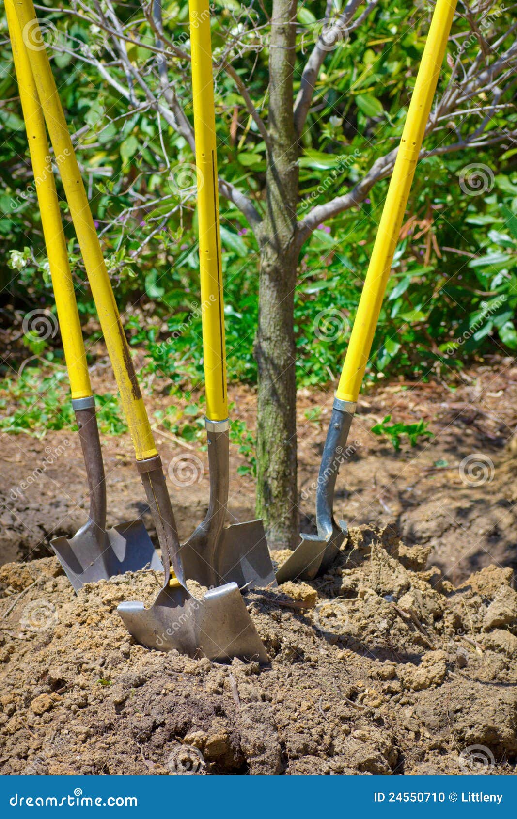 Garden shovels stock photo. Image of soil, cultivate 24550710
