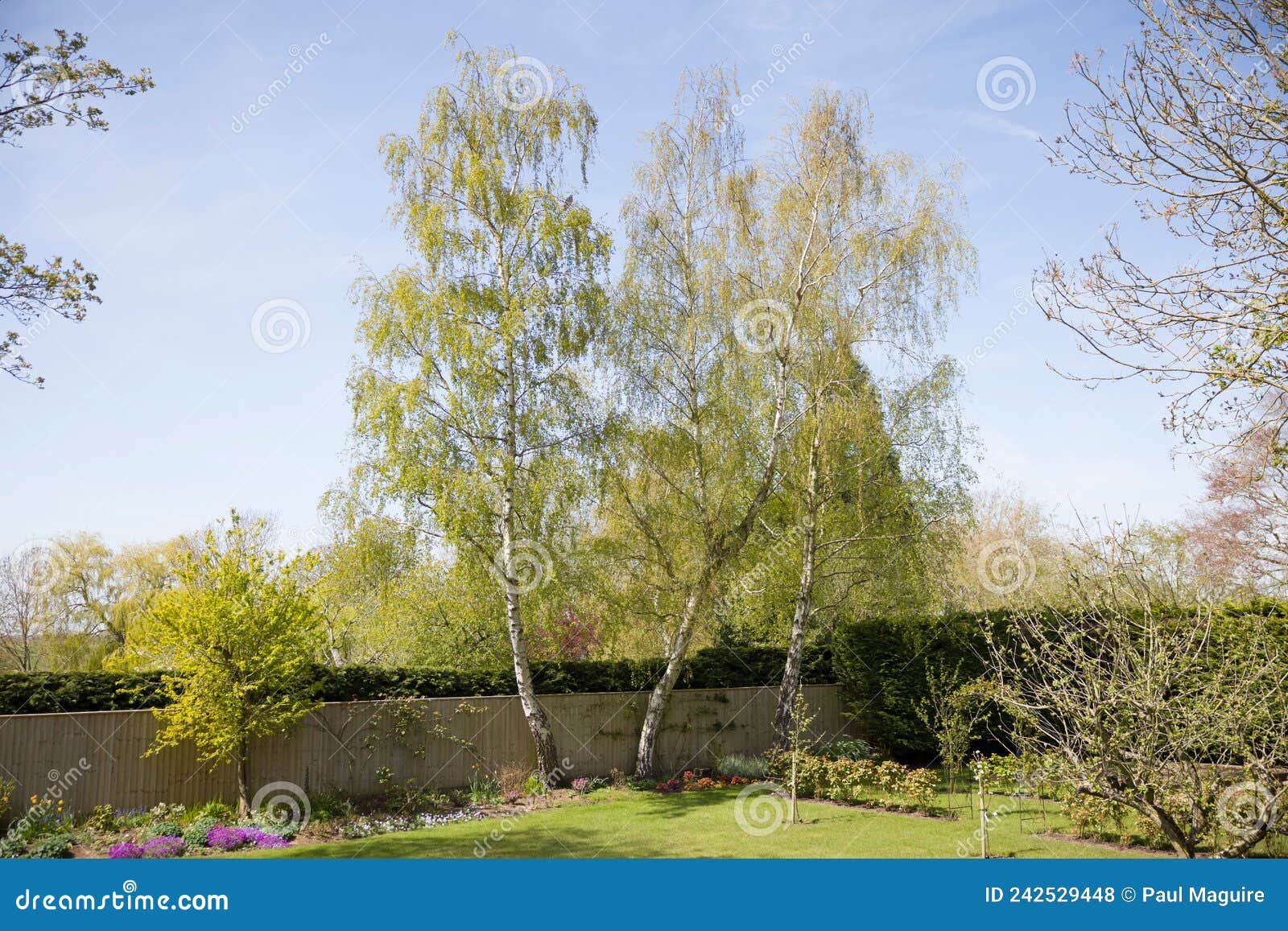 Garden with Silver Birch Trees in Spring, UK Stock Photo Image of