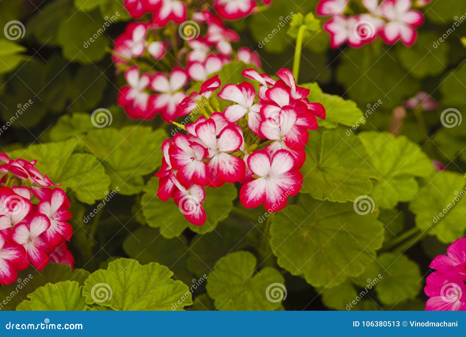Flores pequeñas de jardín