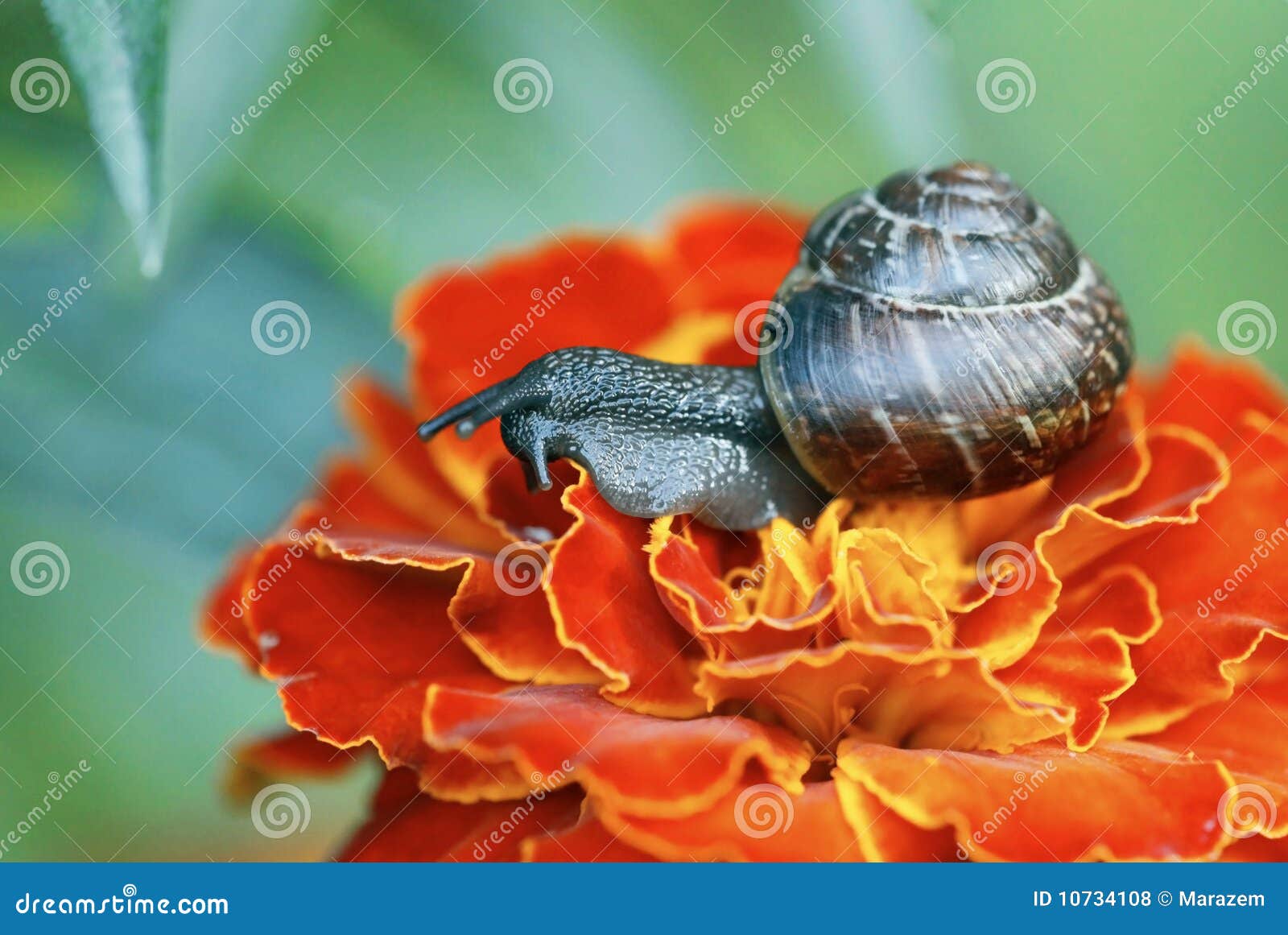 Garden snail stock photo. Image of closeup, gardening 10734108