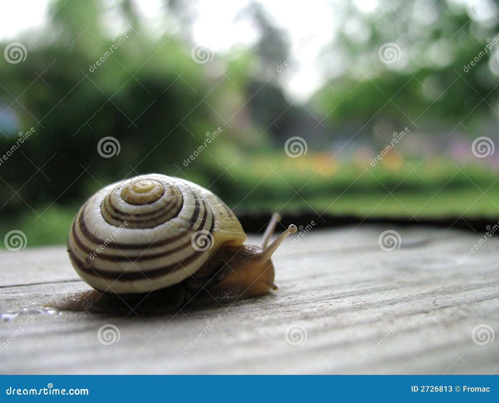 Big Garden Snail On Breeding Farm.Breeding Farm On White Background