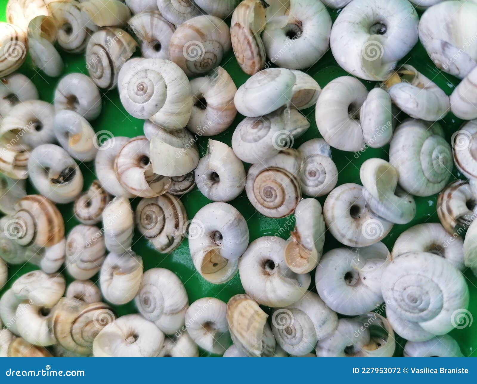 Garden Snail Chicken Shells Stock Photo Image of wildlife, garden