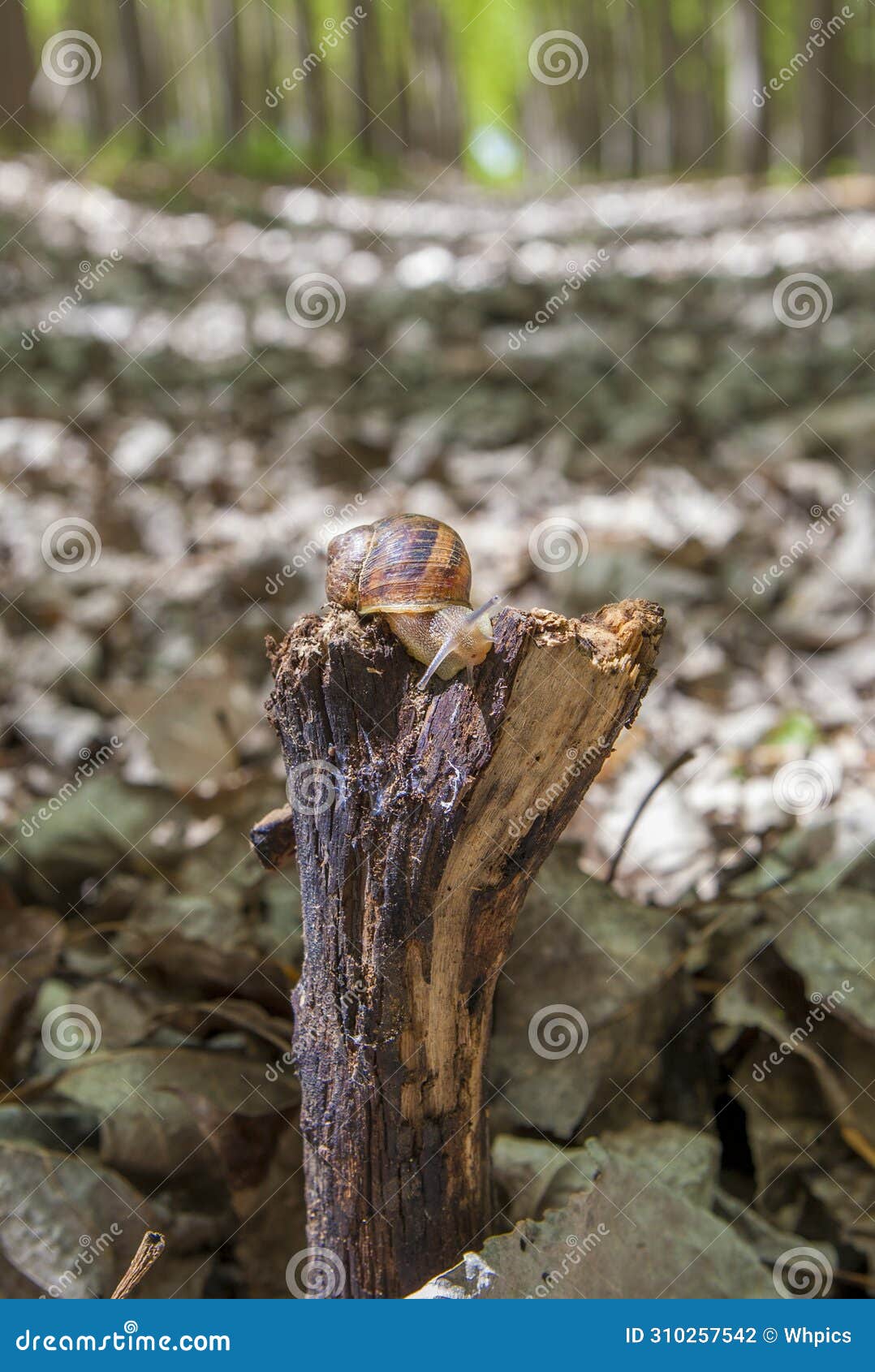 garden snail crawling over trunk at poplar plantation