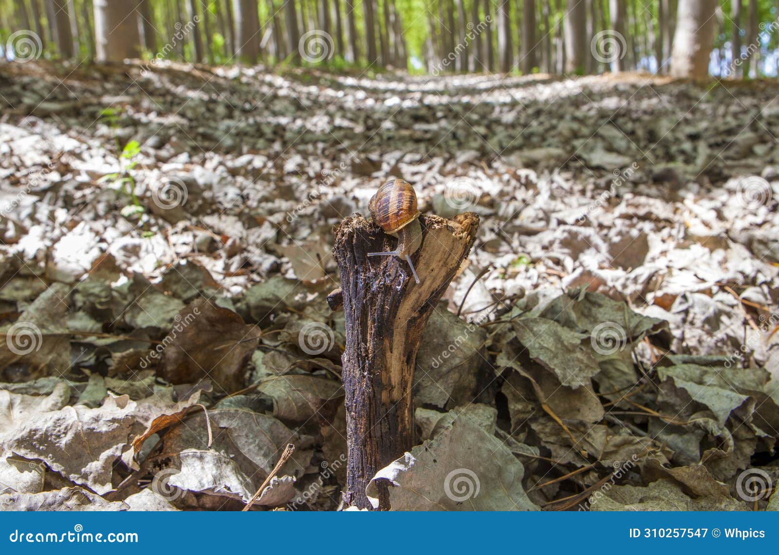 garden snail crawling over trunk at poplar plantation