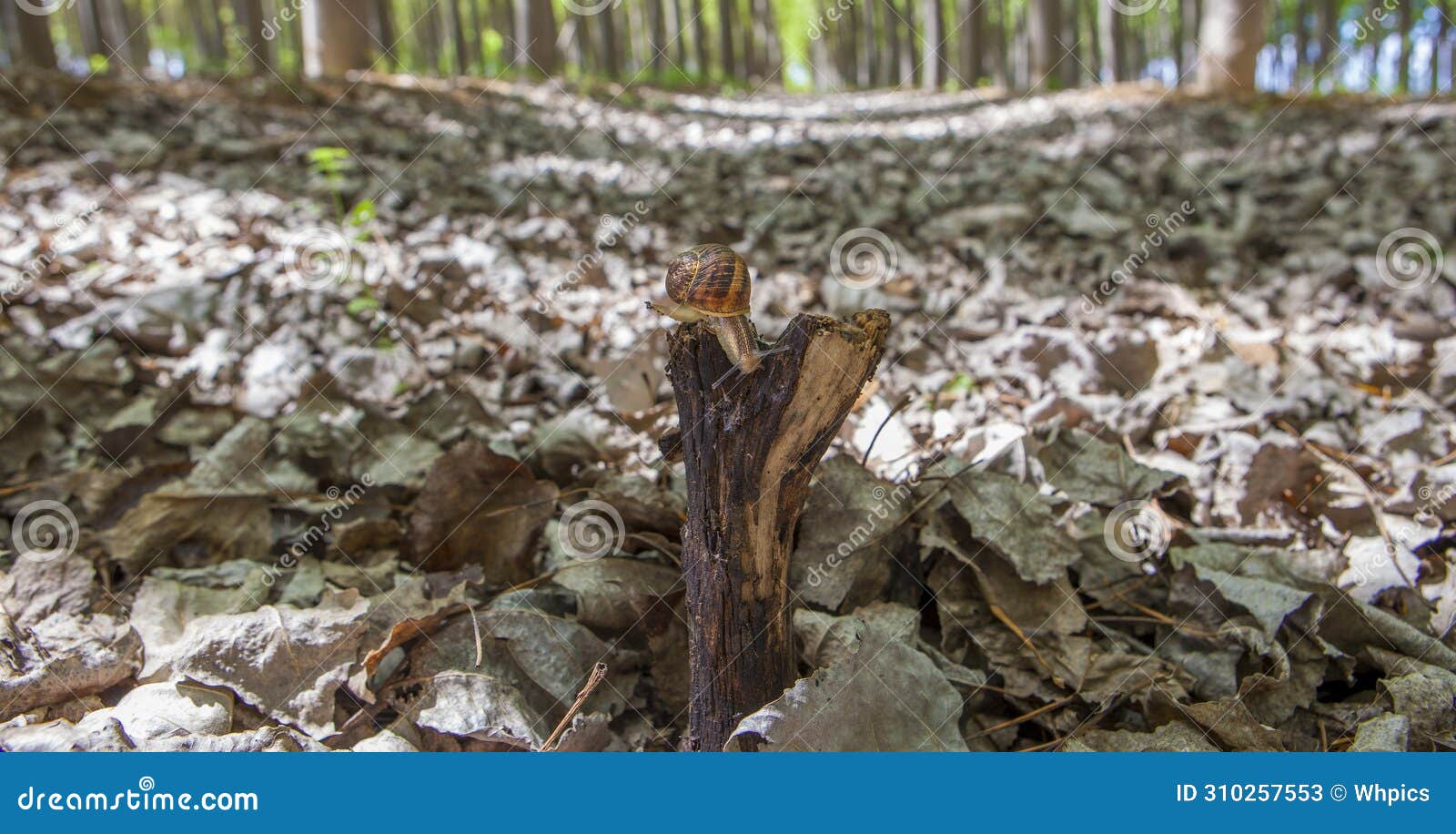 garden snail crawling over trunk at poplar plantation