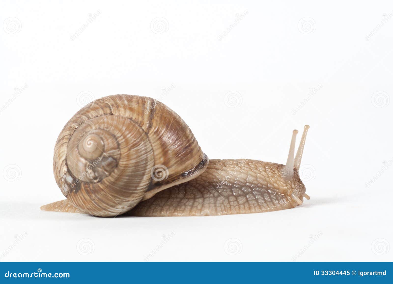 Garden Snail stock image. Image of indoors, reflection 33304445