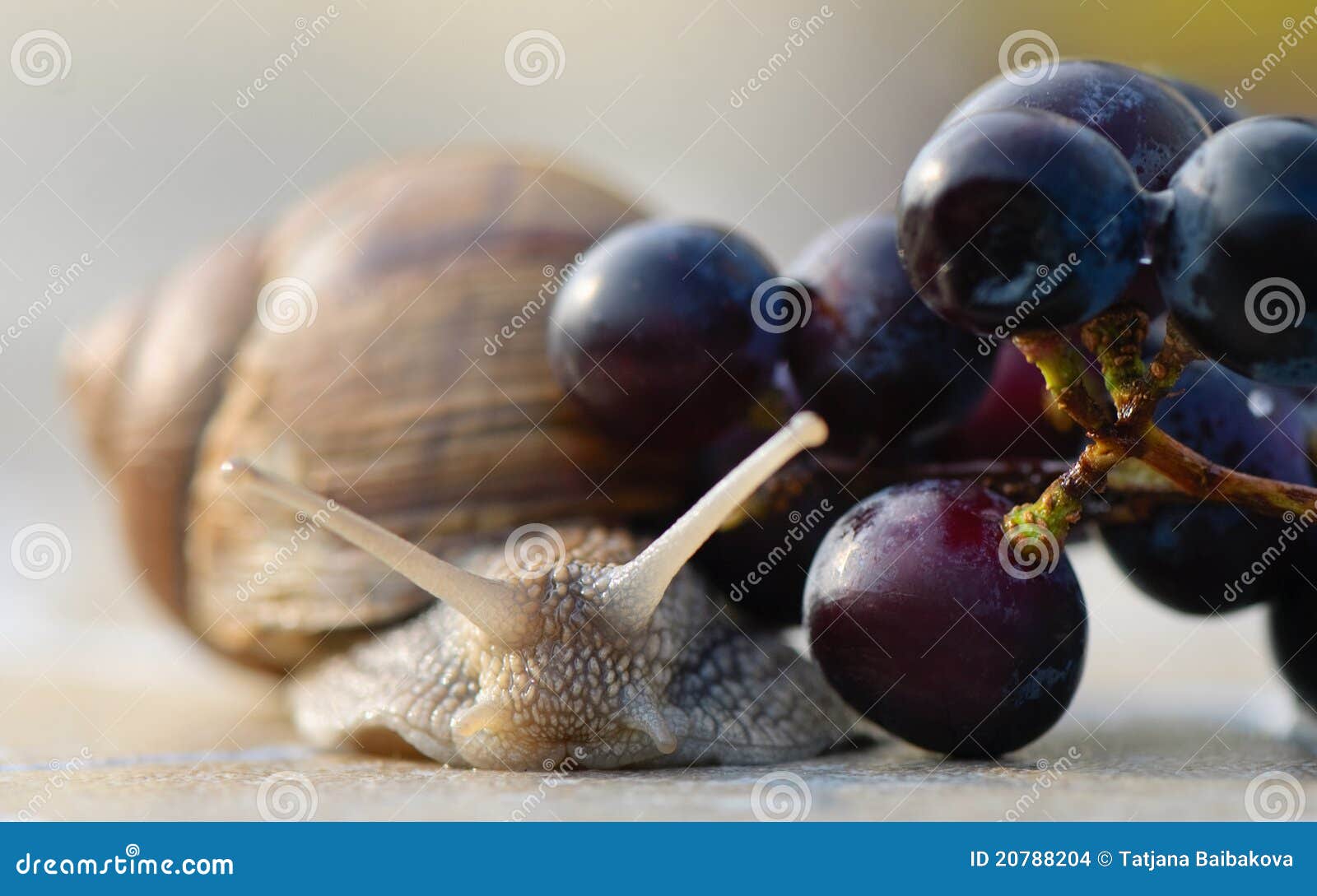 Garden snail and grapes stock photo. Image of helix, antenna 20788204