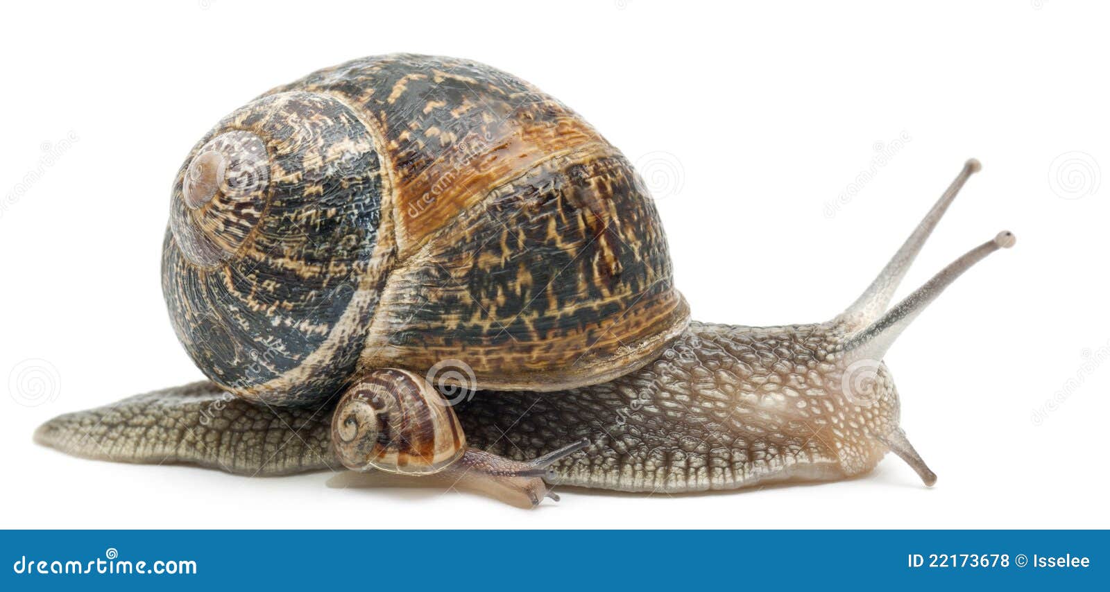 Garden Snail with Its Baby in Front of White Stock Photo Image of