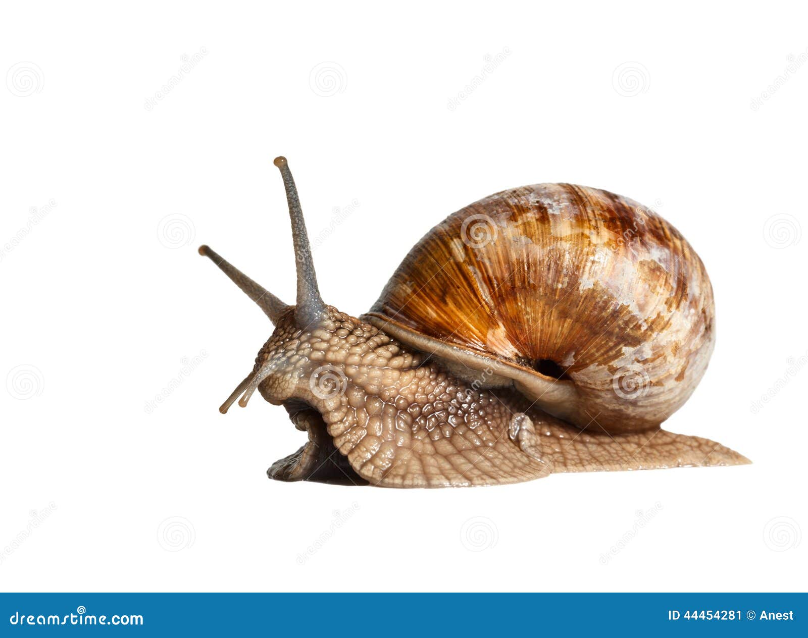 Garden snail side view. Close-up low angle view of Roman snail (Helix pomatia) isolated on white background