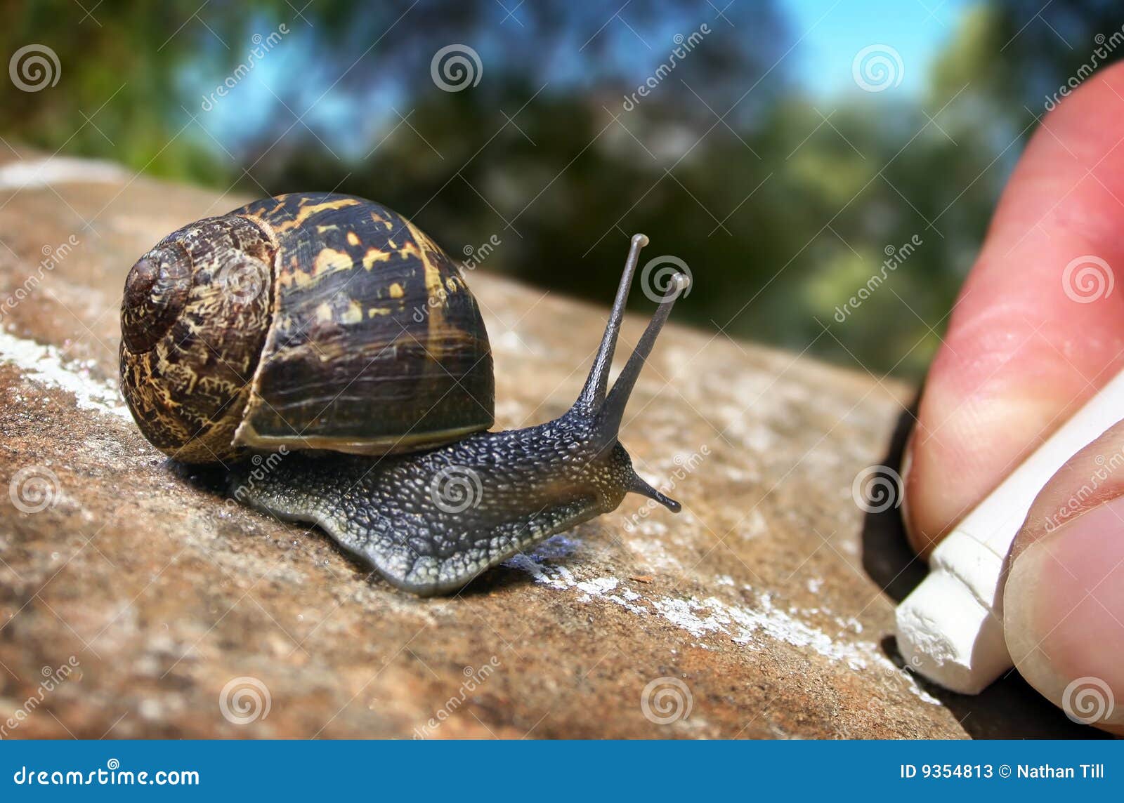 snail trail snail trail