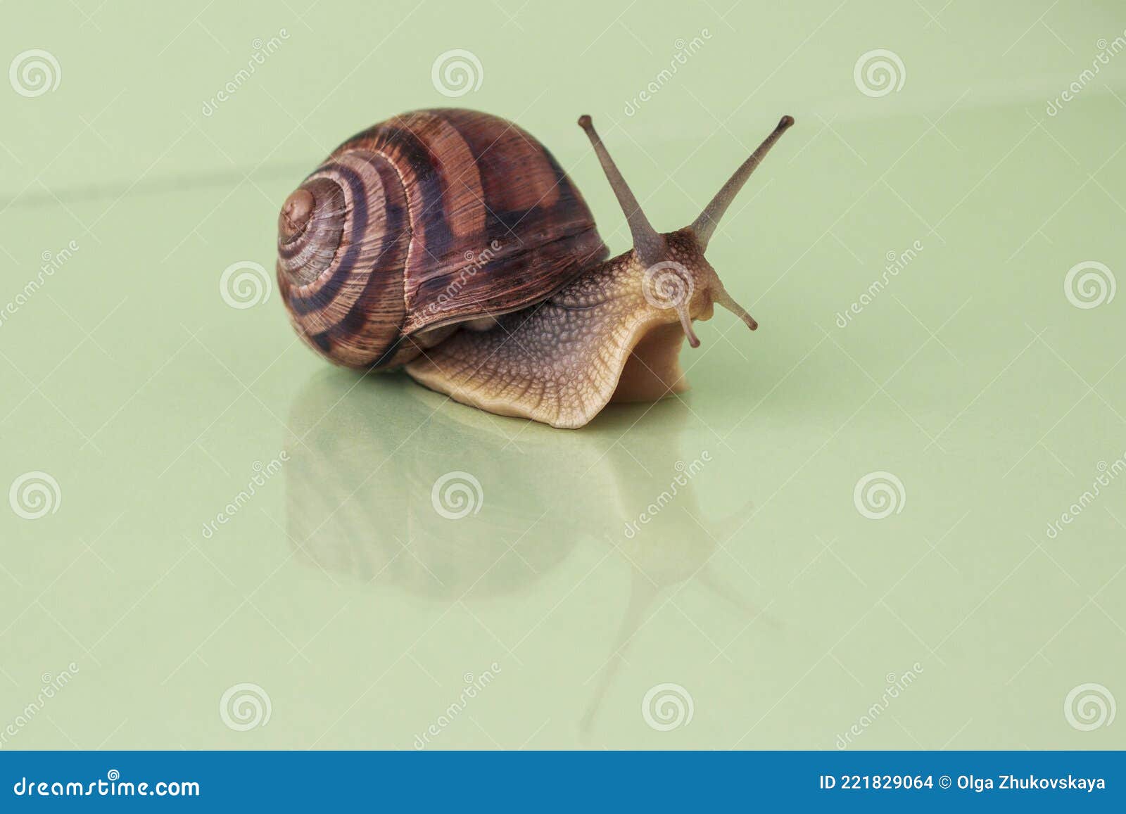 Garden snail on white stock photo. Image of edible, food 221829064