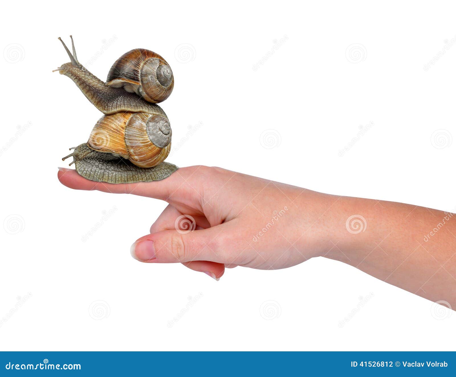Garden snails stock photo. Image of france, slowness 41526812