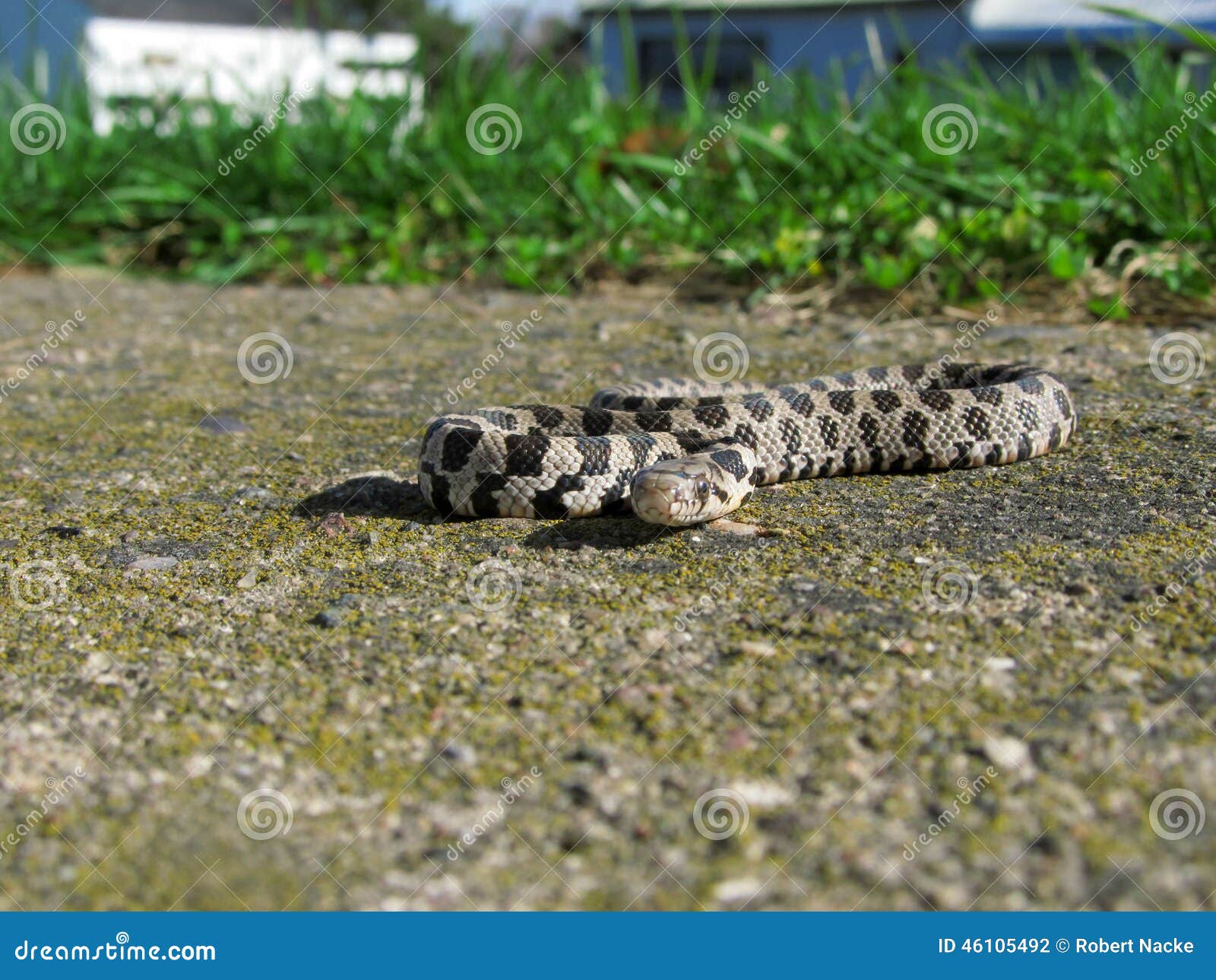 Garden Snake on Concrete stock photo. Image of grey, concrete 46105492