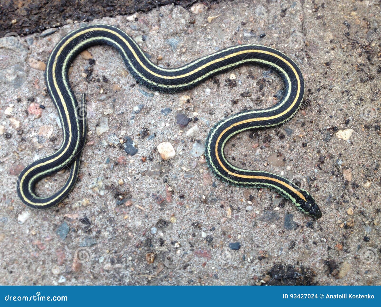 Garden Snake Stock Photo Image Of Multi Surface Summer 93427024