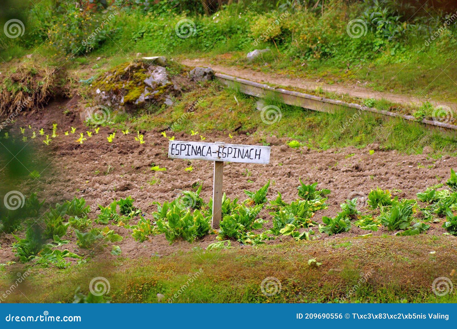 garden spanish sign for espinacaspinach