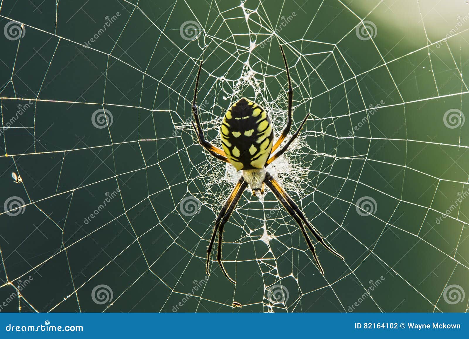 garden spider