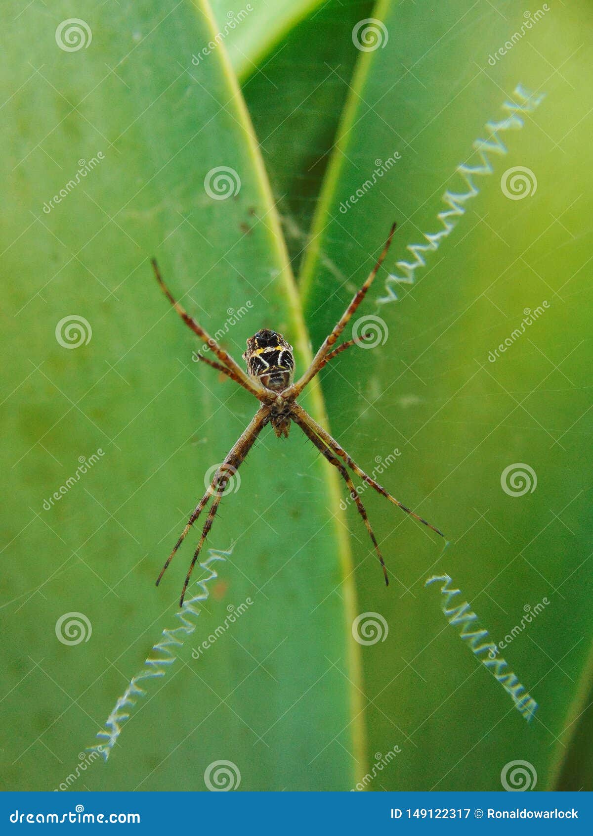 Garden Spider Stock Image Image Of Beautiful Green 149122317