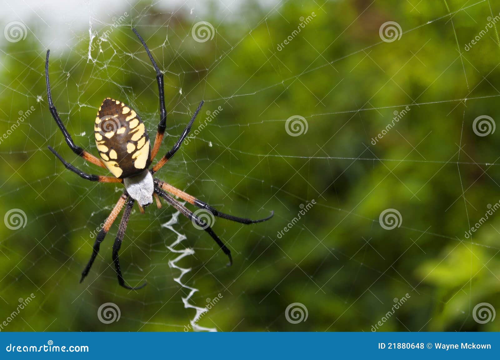 garden spider on a web
