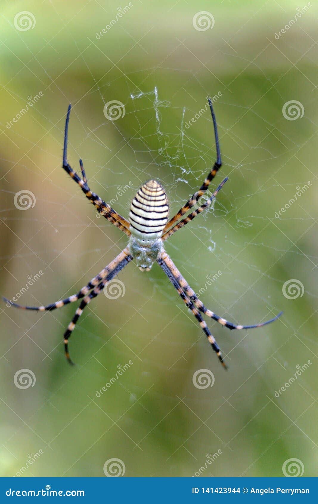 Garden Spider In A Web Stock Photo Image Of White Grass 141423944