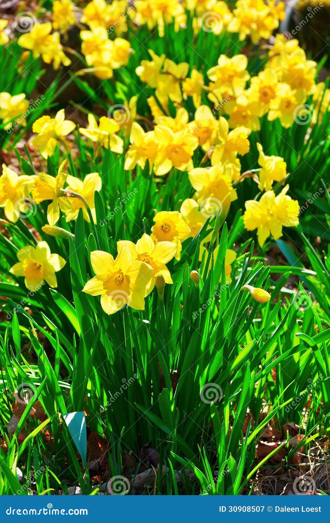 Garden spring daffodils stock image. Image of closeup 30908507